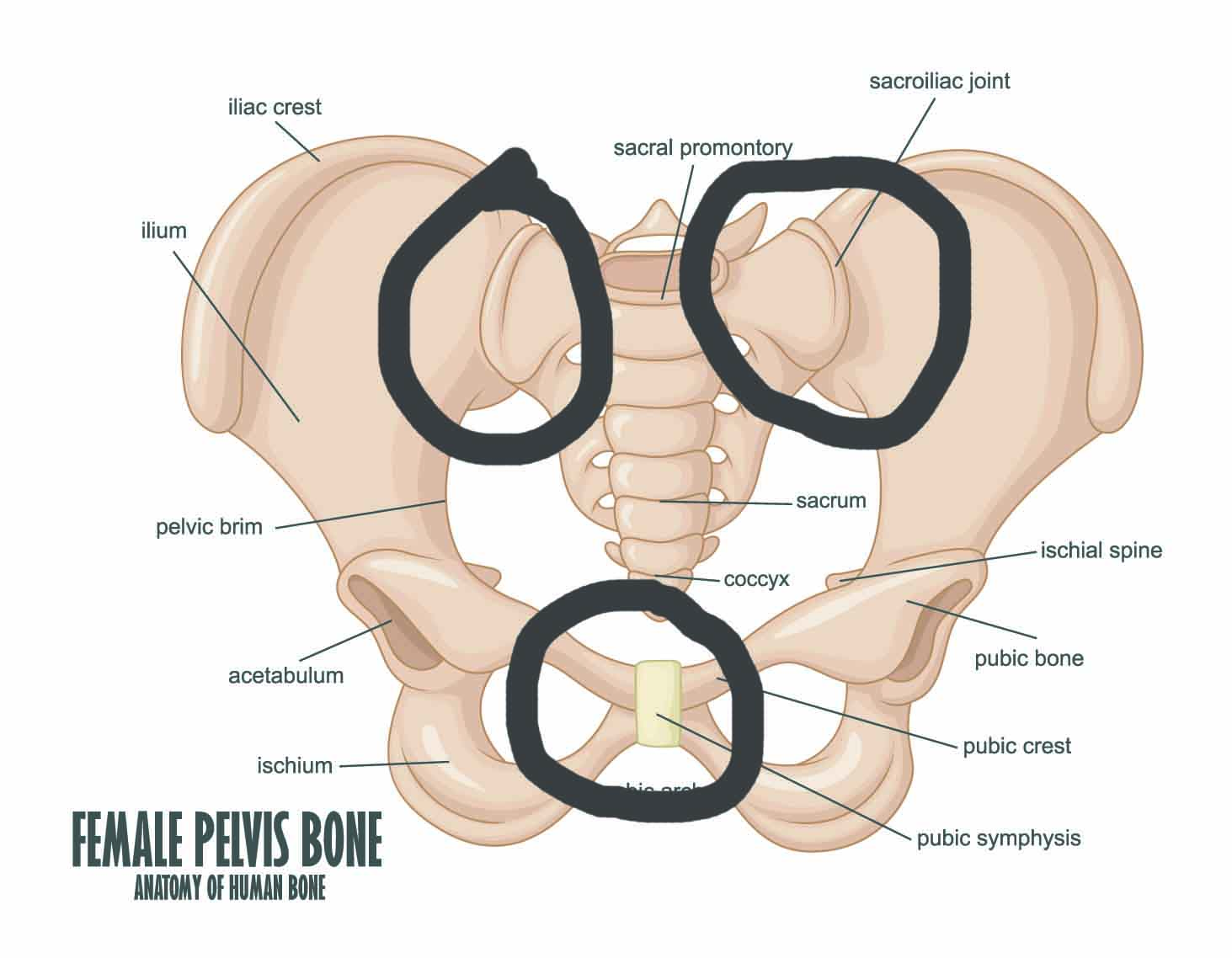 Pregnancy Pain In The Pubic Bone Portland Maine Jacobs Chiropractic 